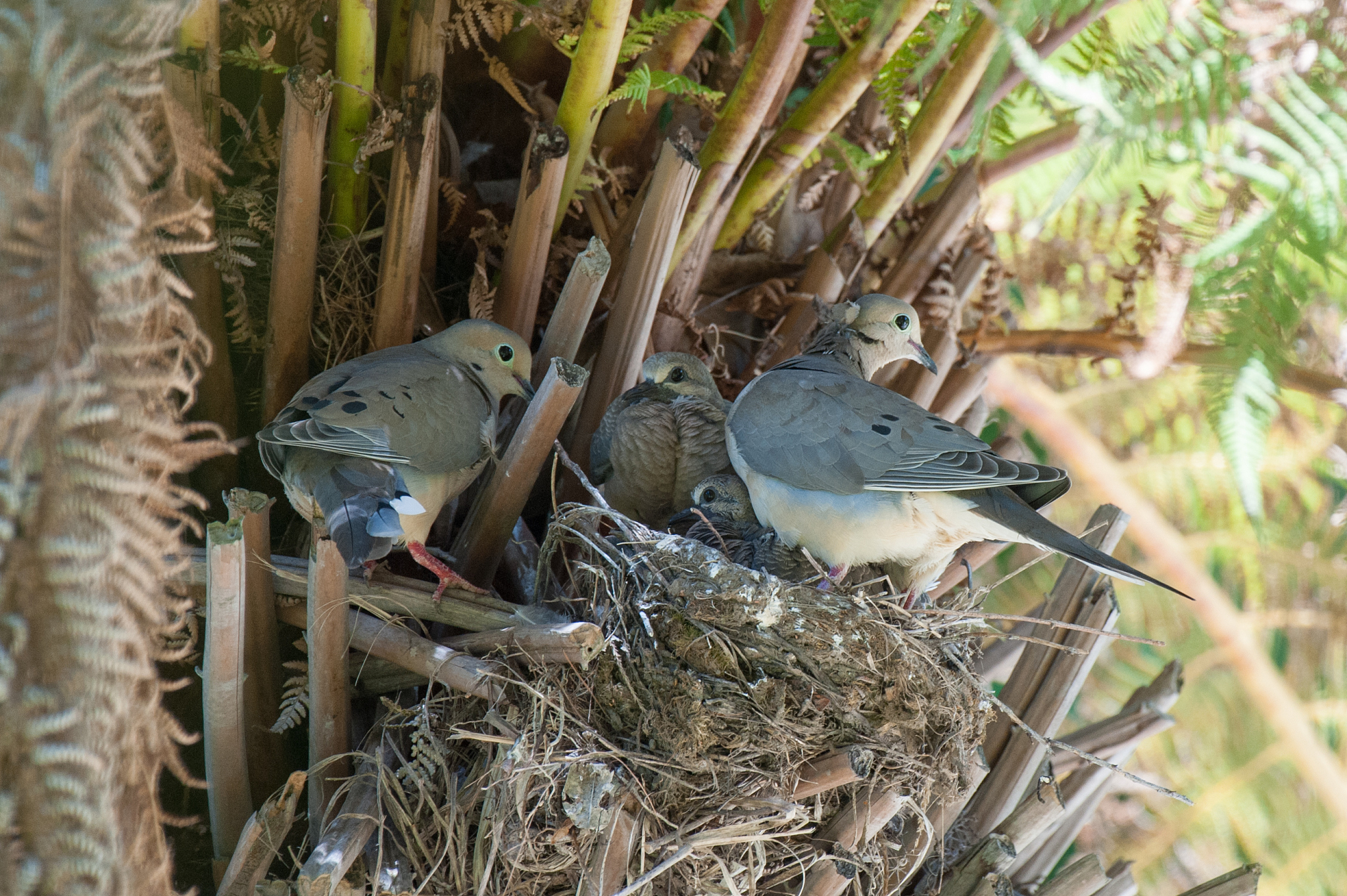 揭秘实体192：独特的饮食和筑巢习性