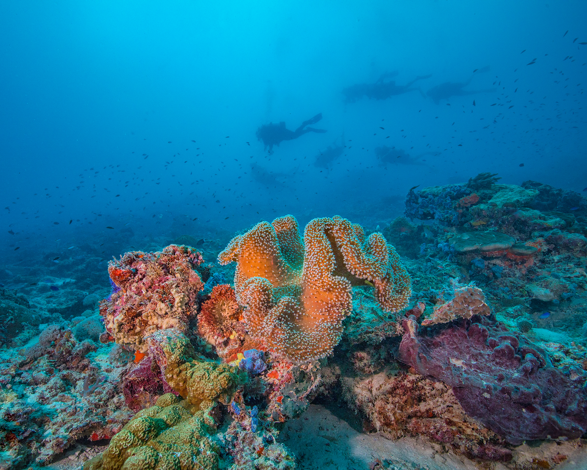 帮我写个关于大堡礁标题吧