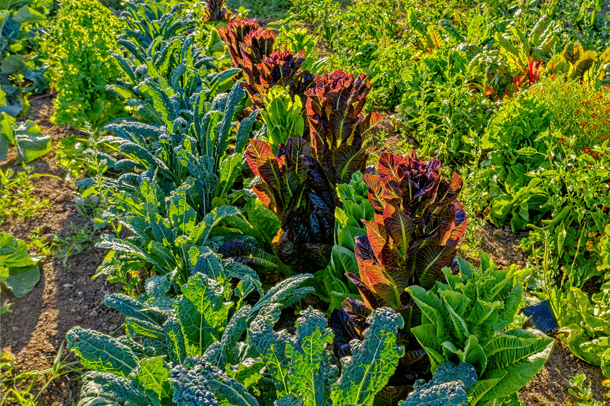 抗盐碱植物的御盐与耐盐特性：提升植物抗盐性的方案