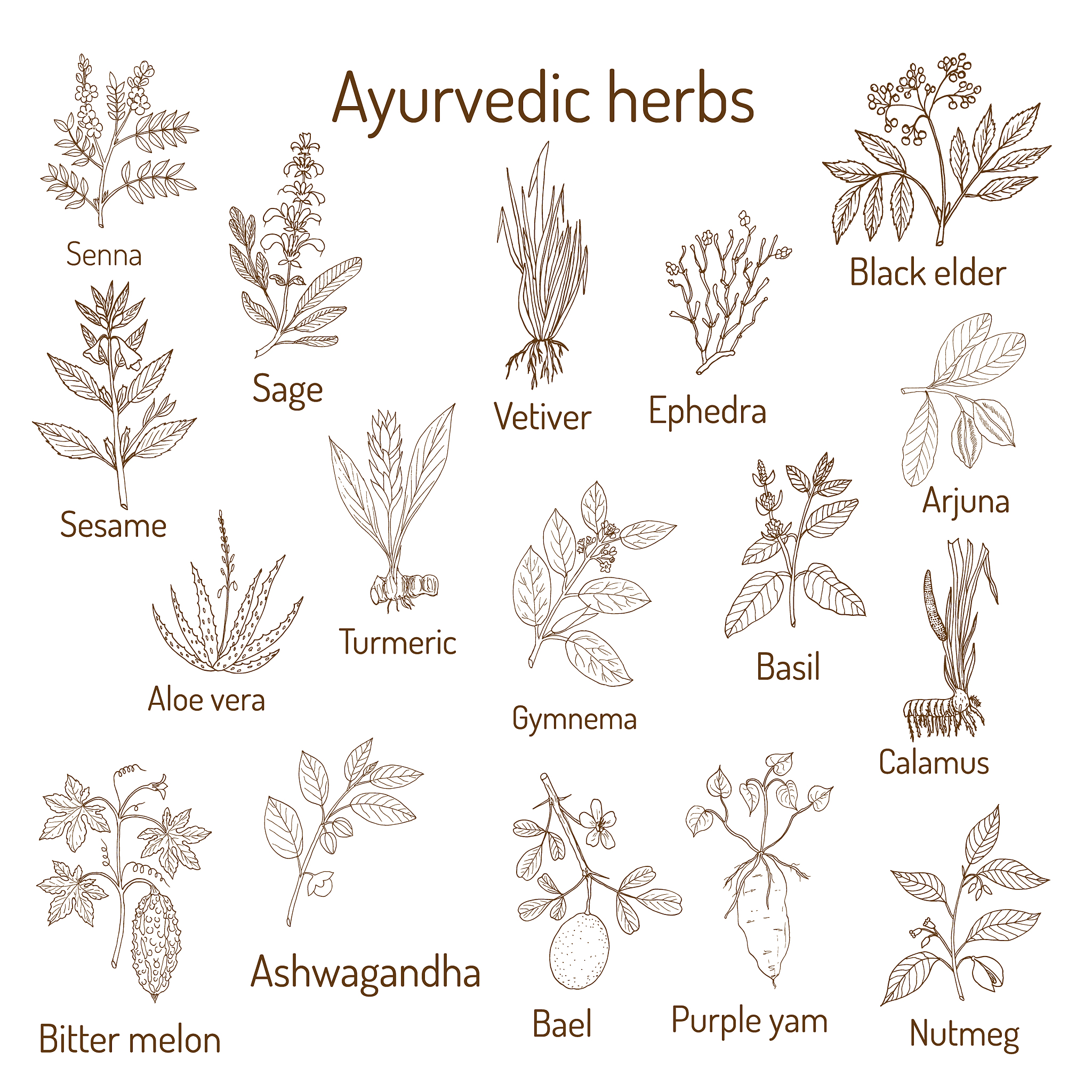 Molecular Warfare: Unveiling the Interaction Between Sclerotinia sclerotiorum and Brassica napus