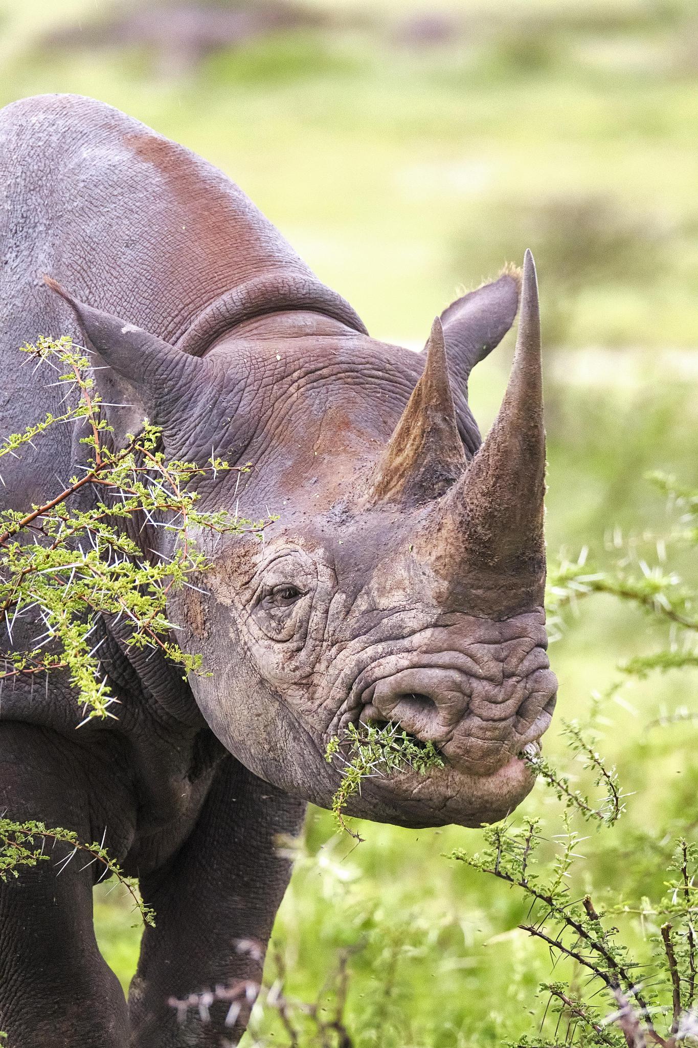 black rhinoceros (diceros bicornis), eating, portrait, etosha na