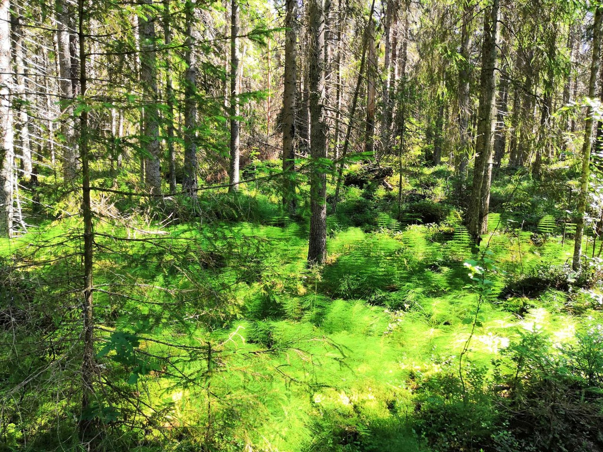 现代营林技术中的植物多样性保护措施：现状、策略与展望