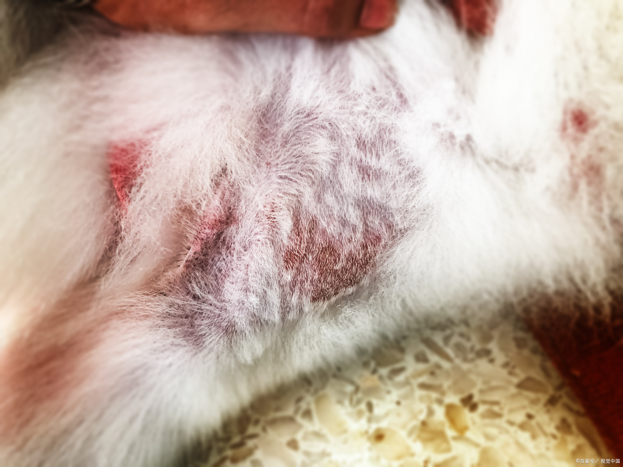 猫咪鼻子上有黑痂是猫藓吗
