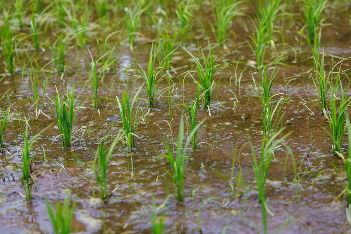 对于水稻病毒病治虫防病是指分别在什么时期采取哪些具体措施？