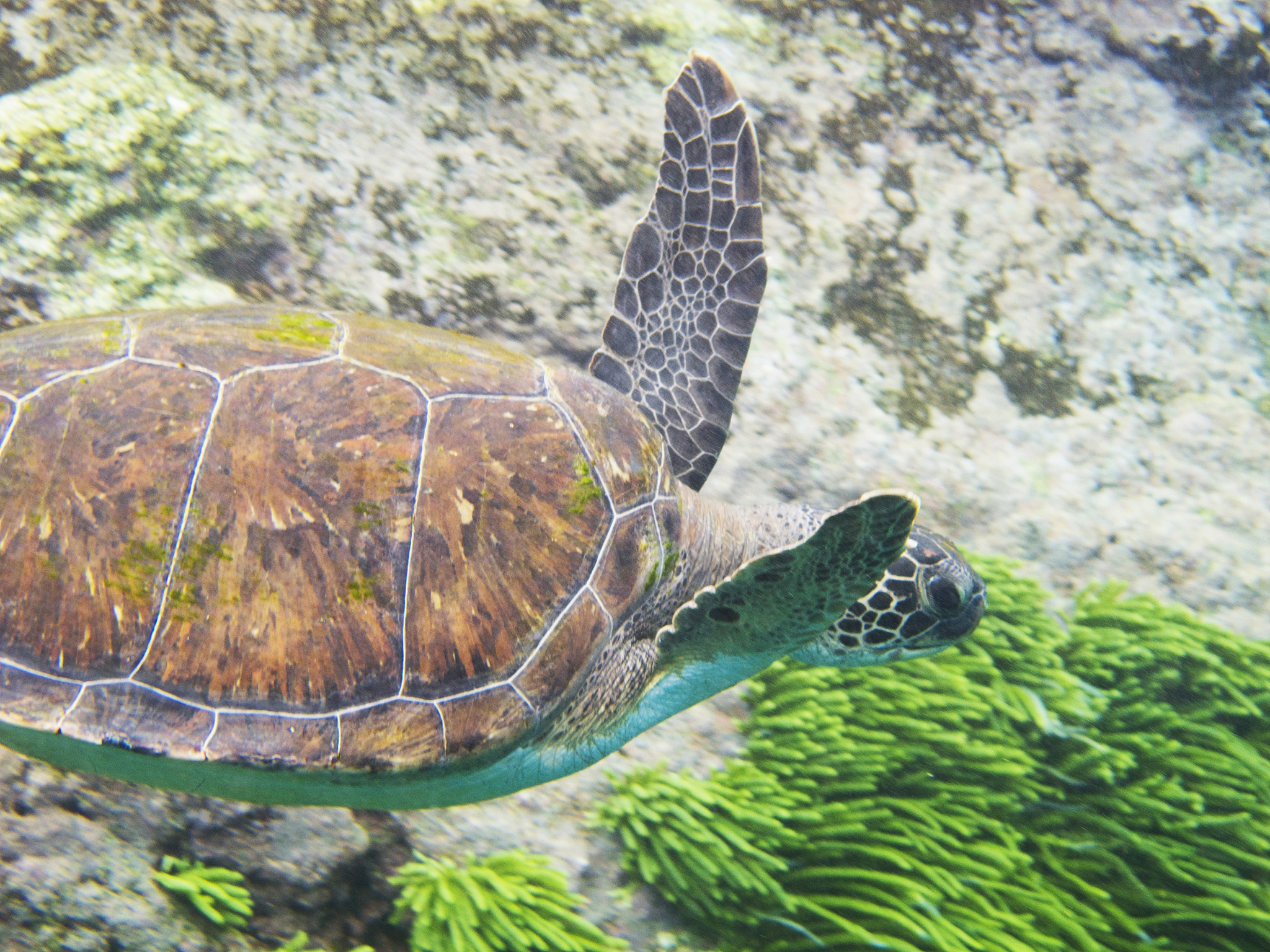 sea turtle 3