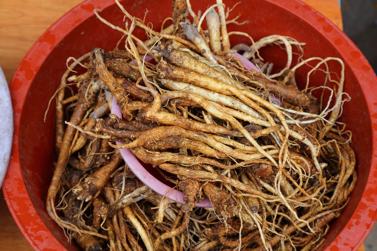 人参头功效与作用：增强免疫力、改善睡眠、延缓衰老等