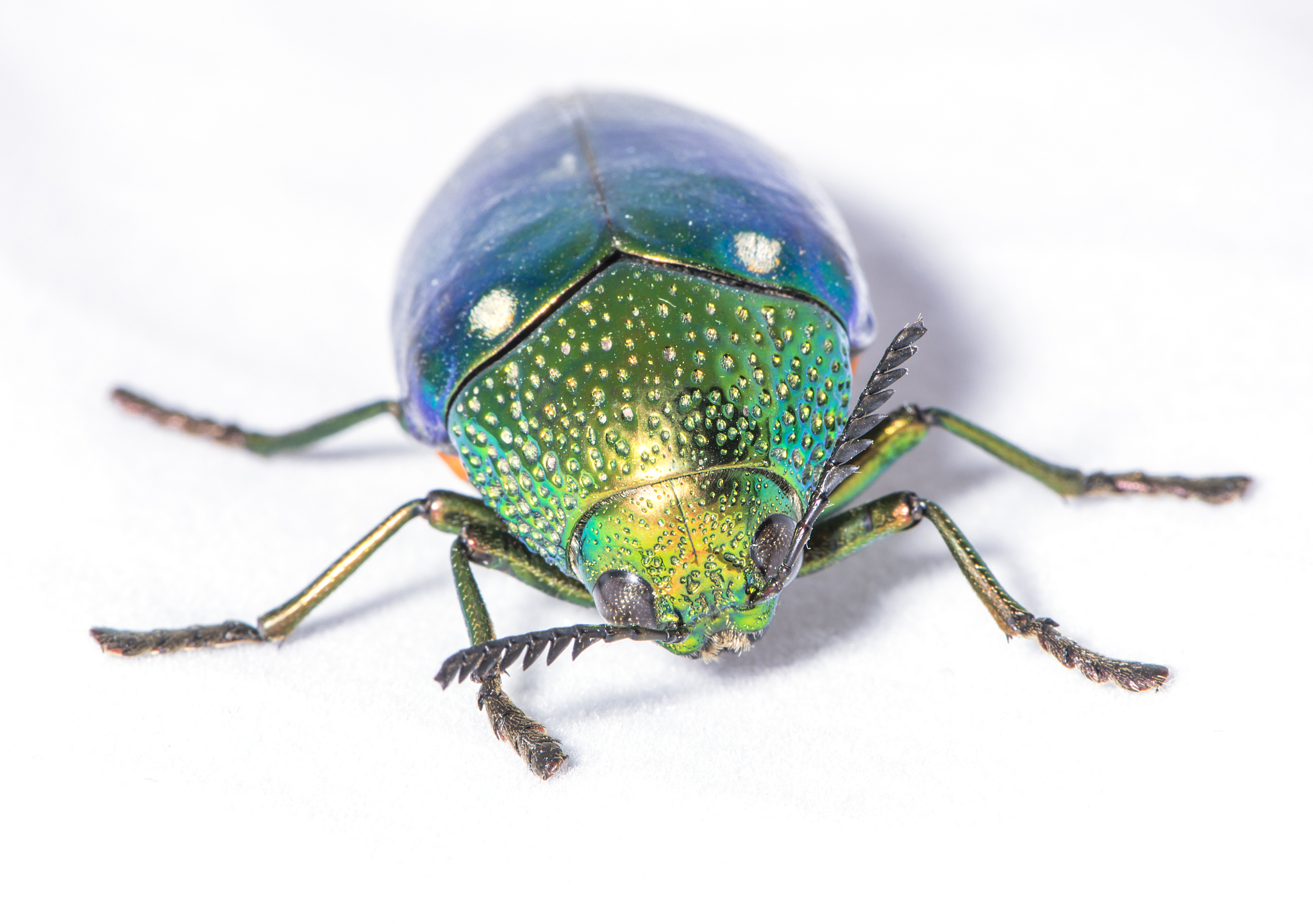 insects