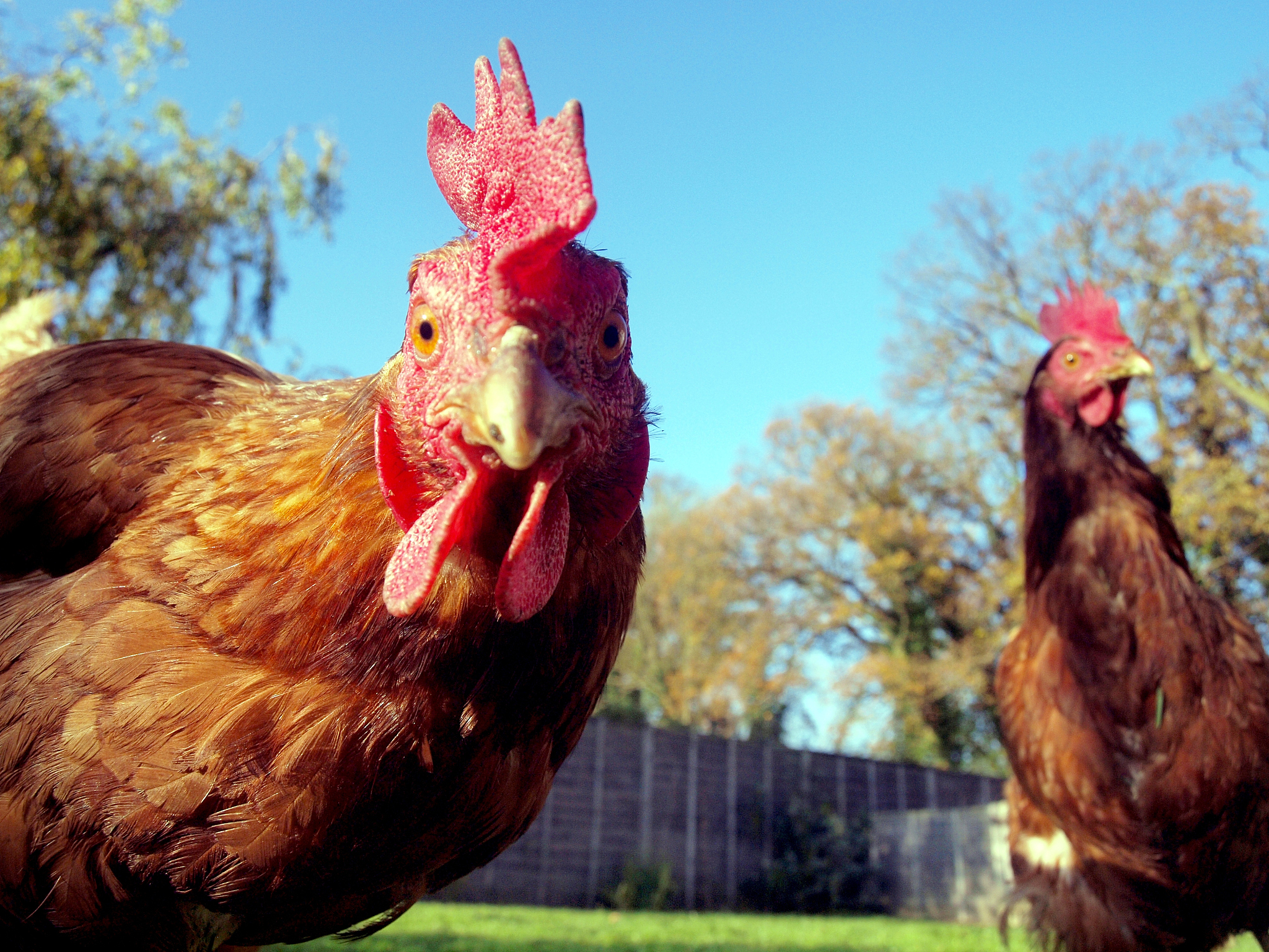hello chicken