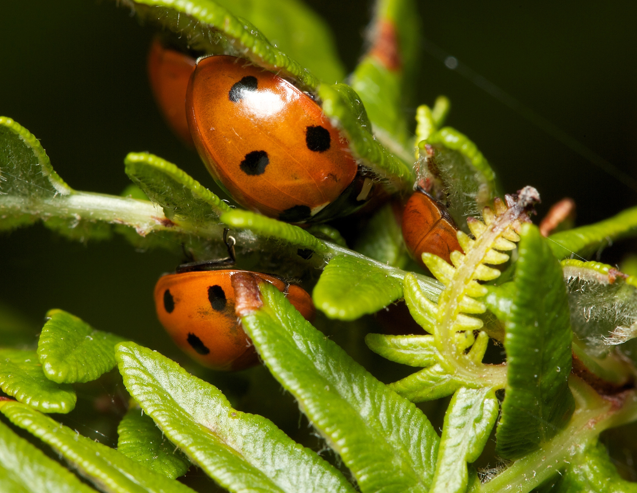 insects