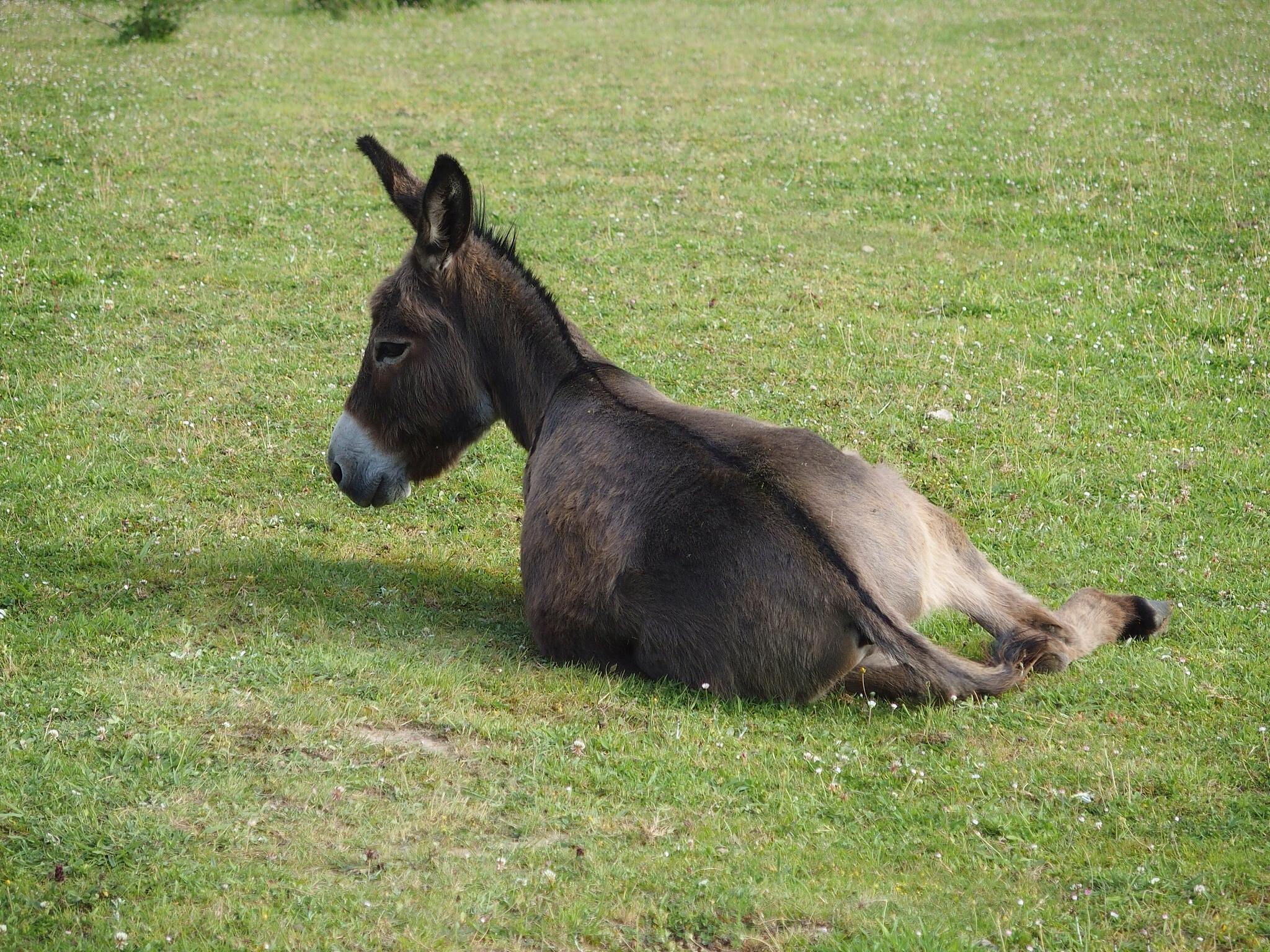 donkey resting on grassy field