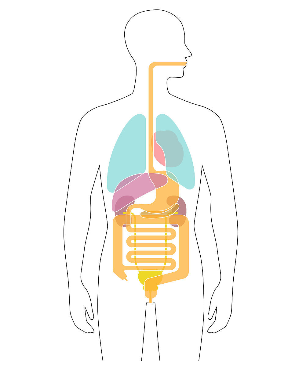 减肥的真相：肺才是最主要的排泄器官！