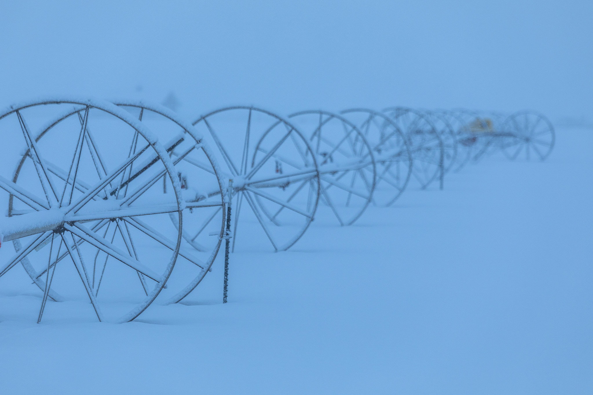 润色下面这个句子：To alleviate the conflict between food security and water shortage winter wheat water-saving irrigation in this system is one of the most critical management measures