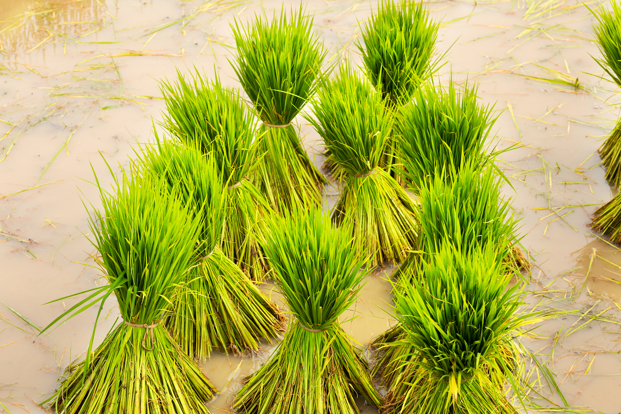 杨凌中等职业学校2022年招生专业有哪些？最全专业列表！