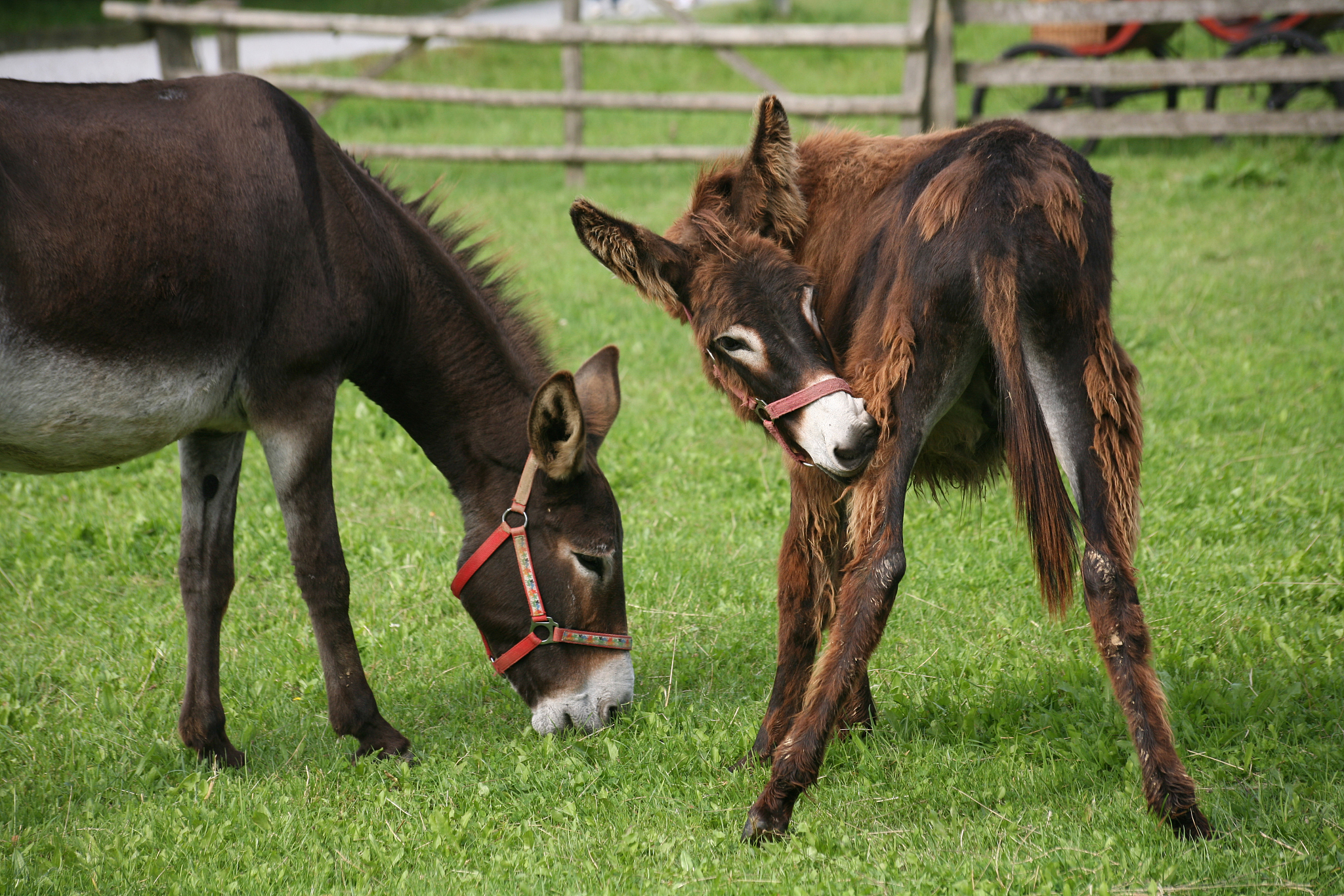 donkey and mule
