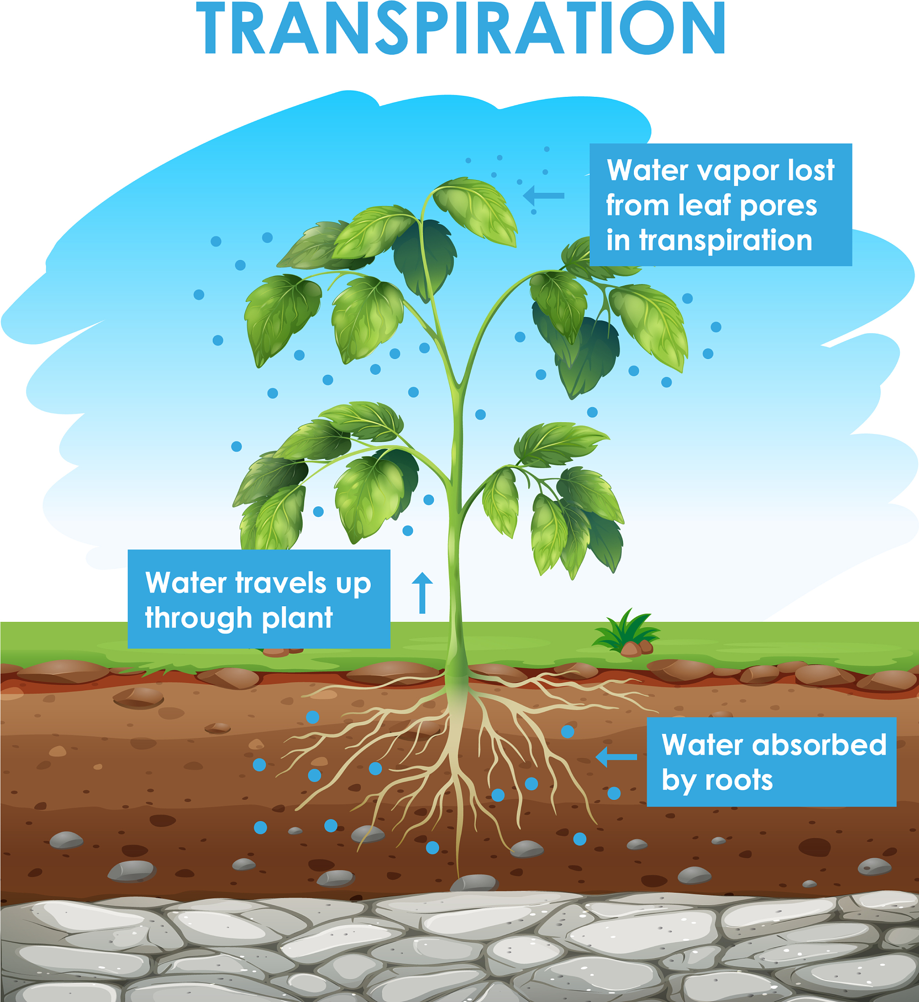 Fill-in-the-Blank Questions: Plant Consciousness