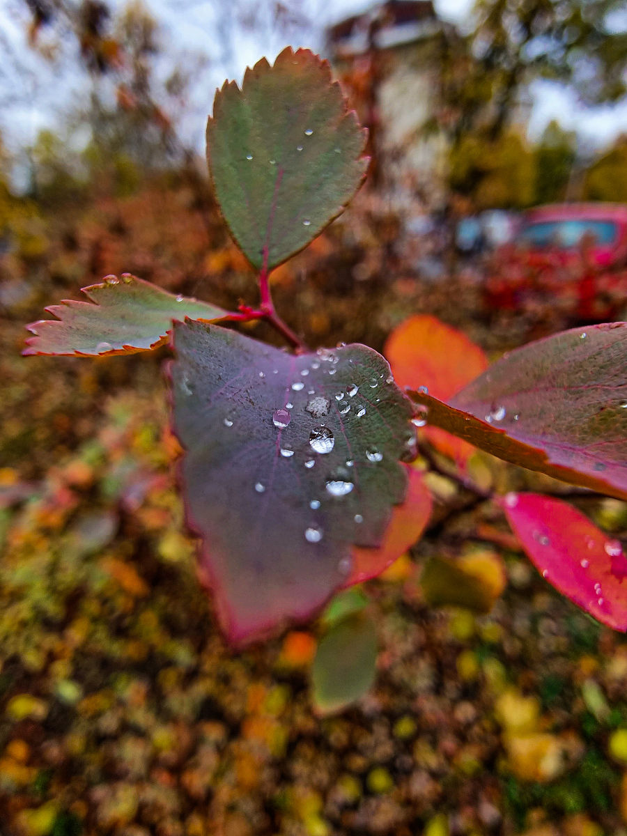 雨打花落残红去，楼心空对下雕栏。续写一下。