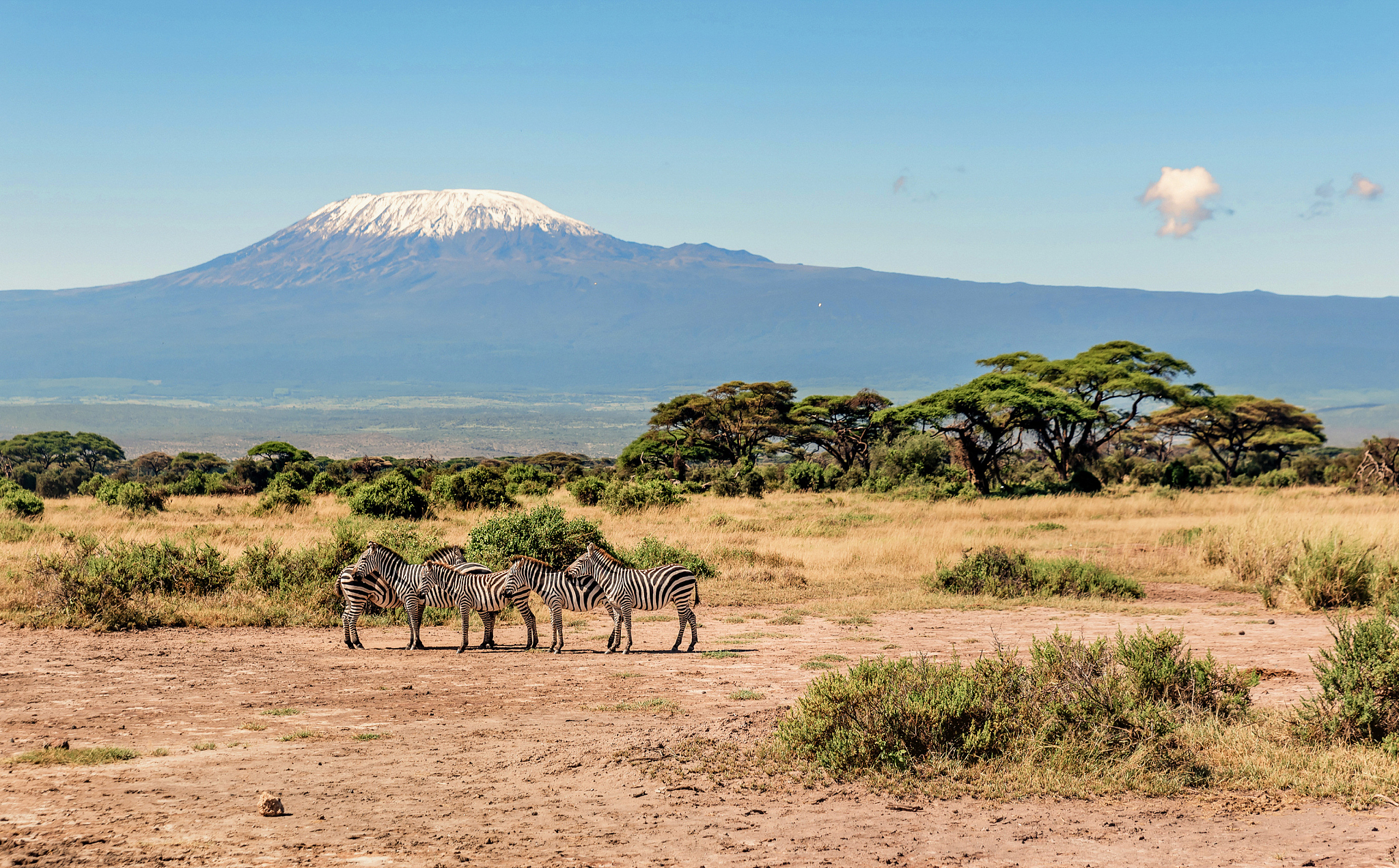herd of zebras in kenya, africa
