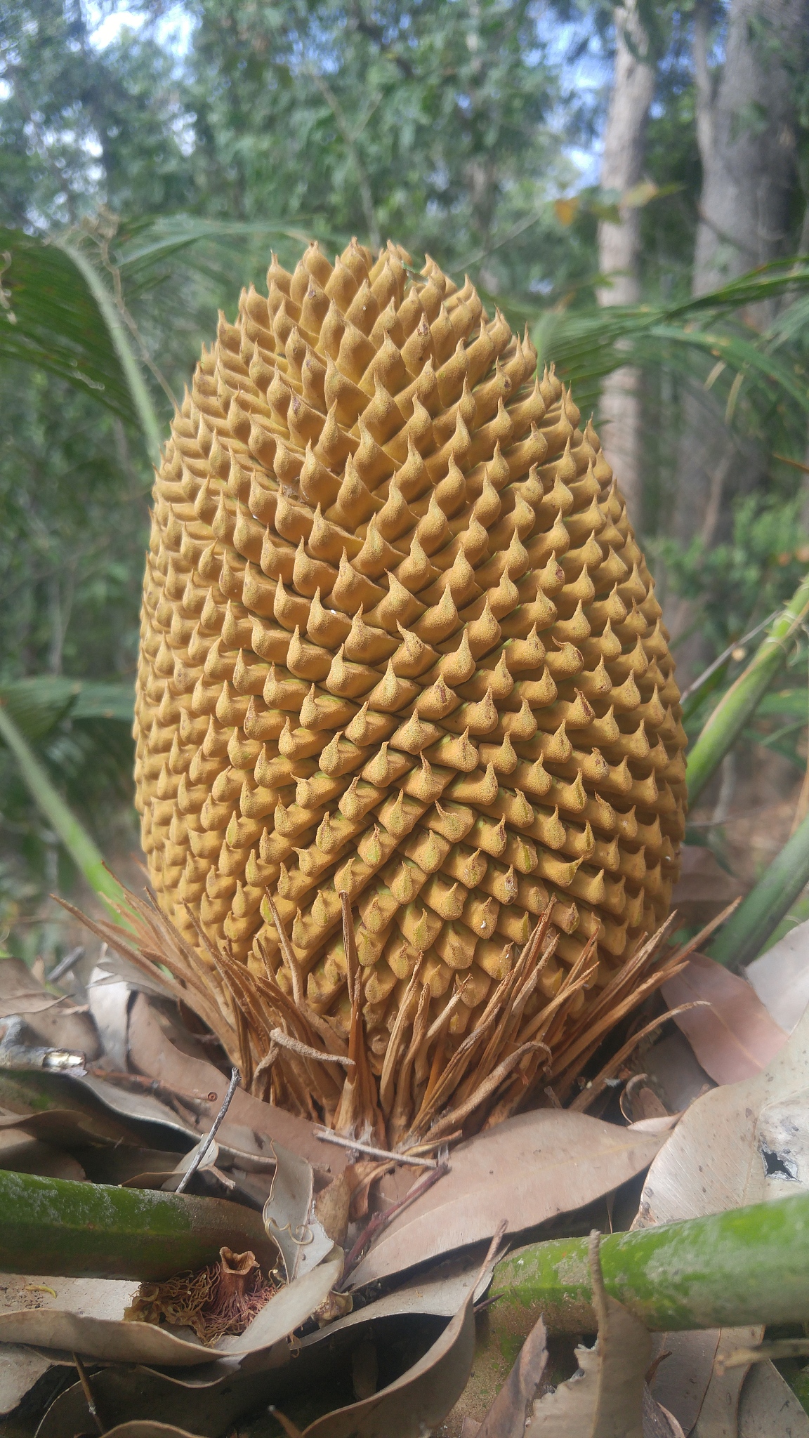 裸子植物特征：无花被、针叶、简单种子 | 植物学知识