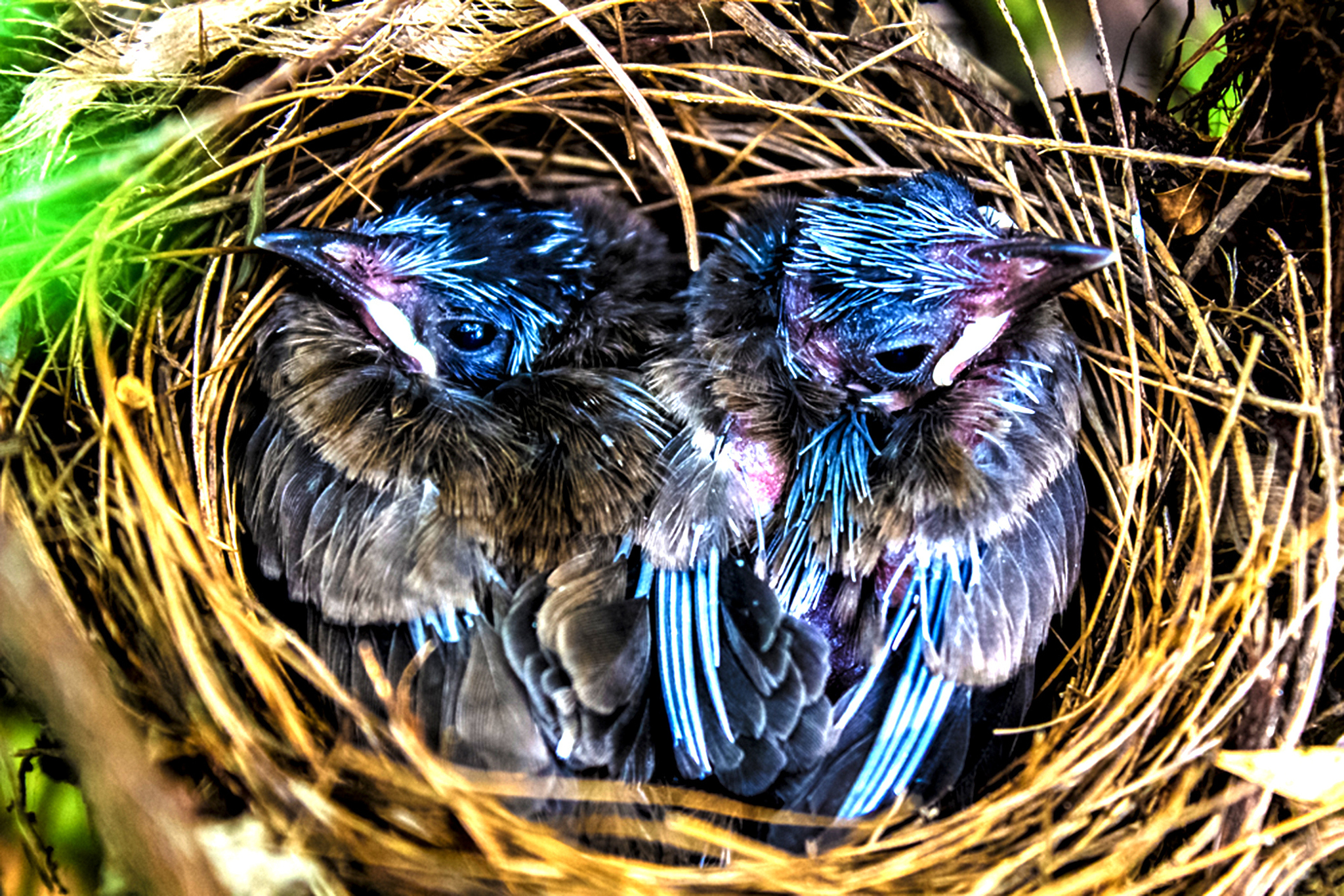 时之虫：神秘的时空守护者，揭秘宇宙奥秘