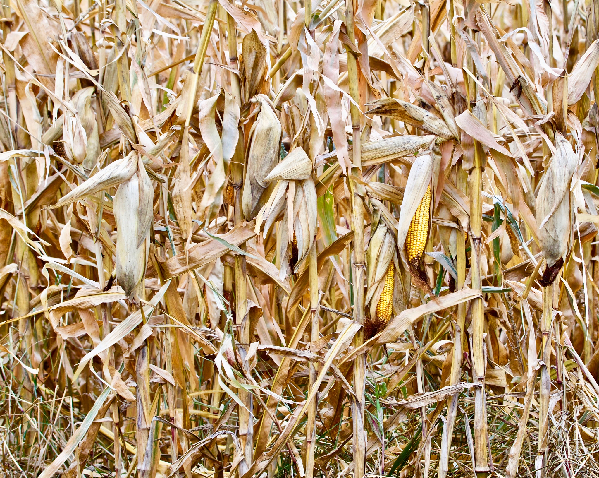 延安旱作玉米施肥量试验：两垄沟播模式下的最佳氮磷配比研究