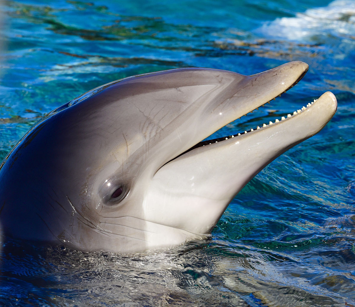 里海虎：濒危的虎鲸亚种