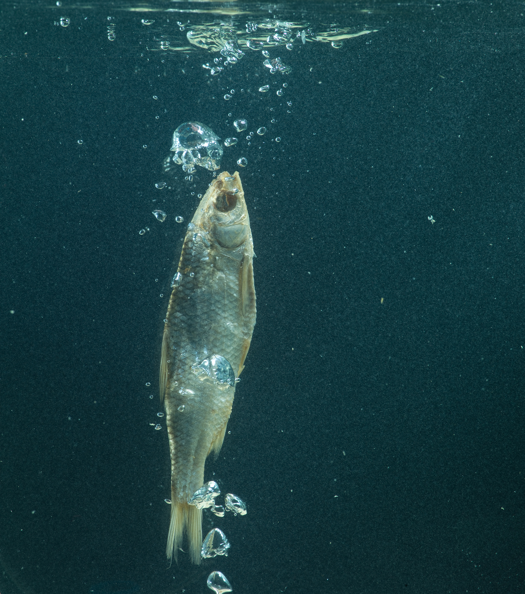锂污染和海水升温对潮间带食腐动物Tritia neritea的生存和觅食行为的影响
