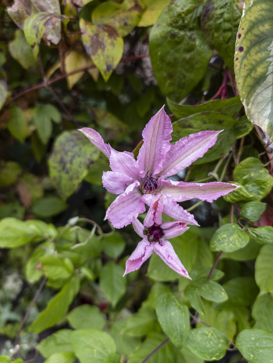 紫葳科植物特征：花、叶、果实与药用价值