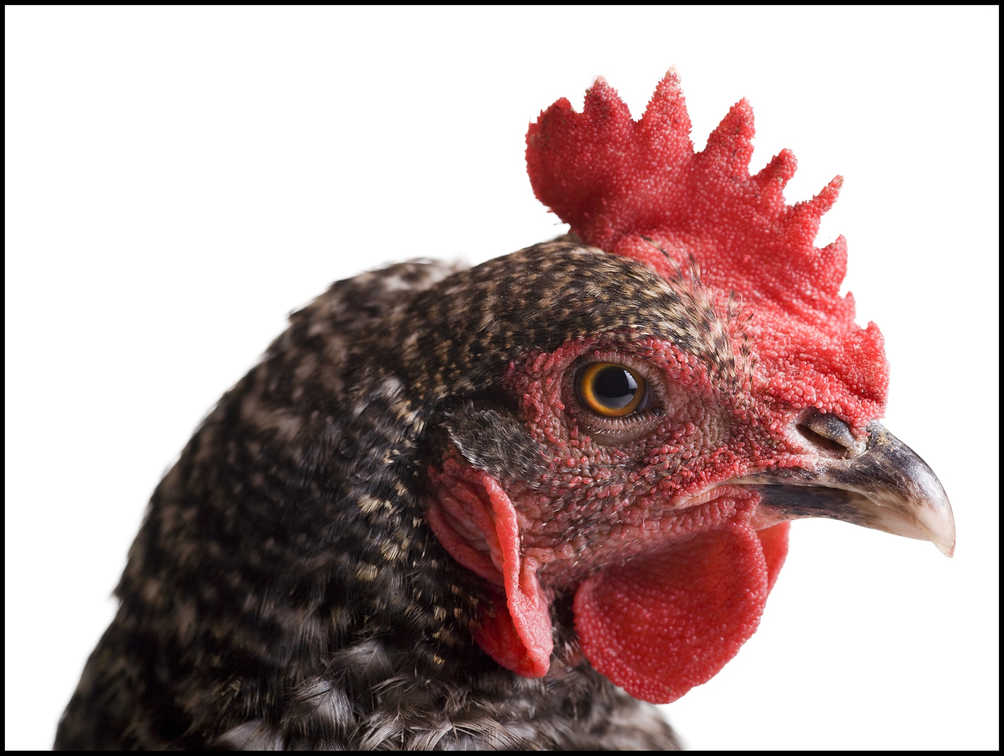 chicken