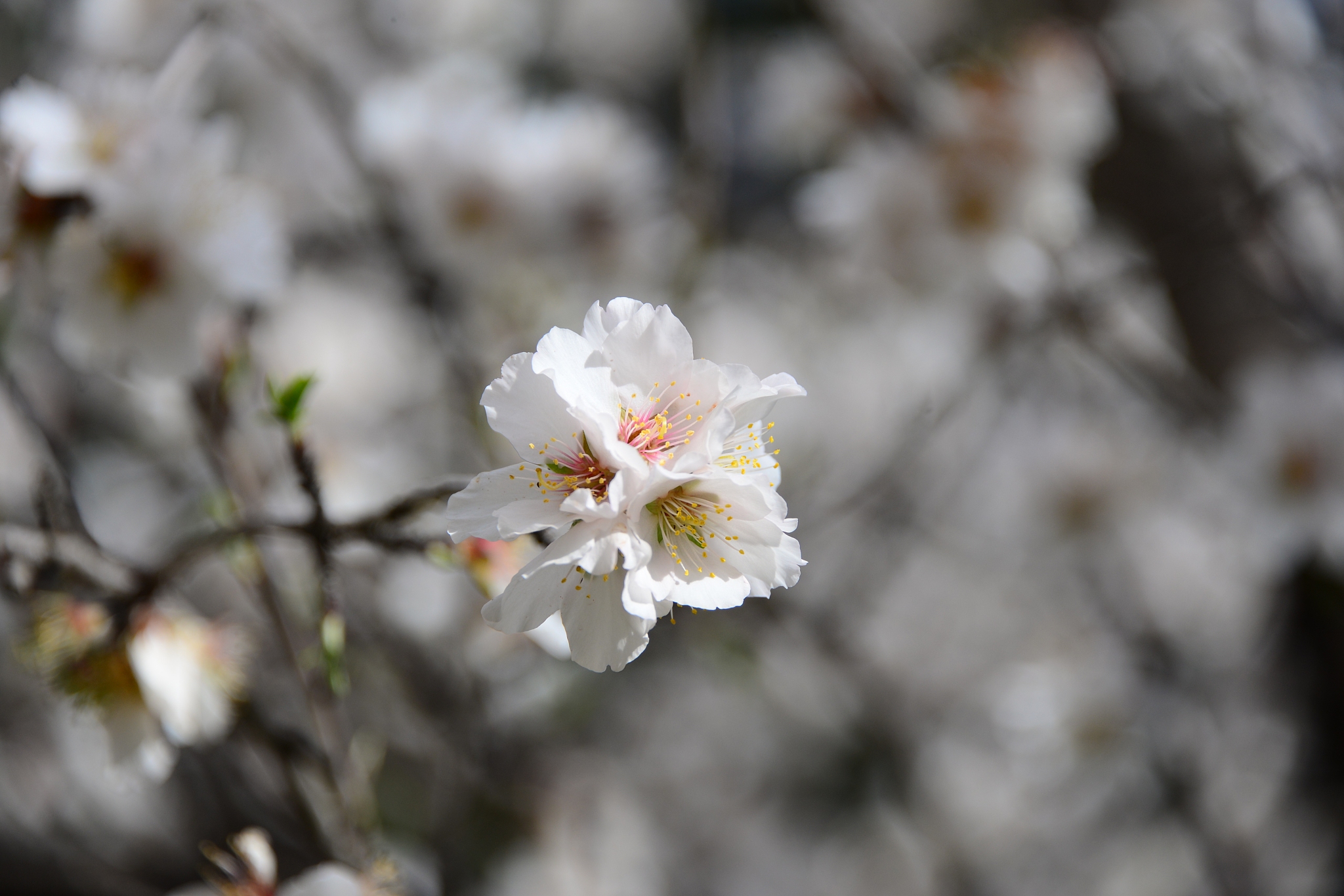 mandelblüte in spanien