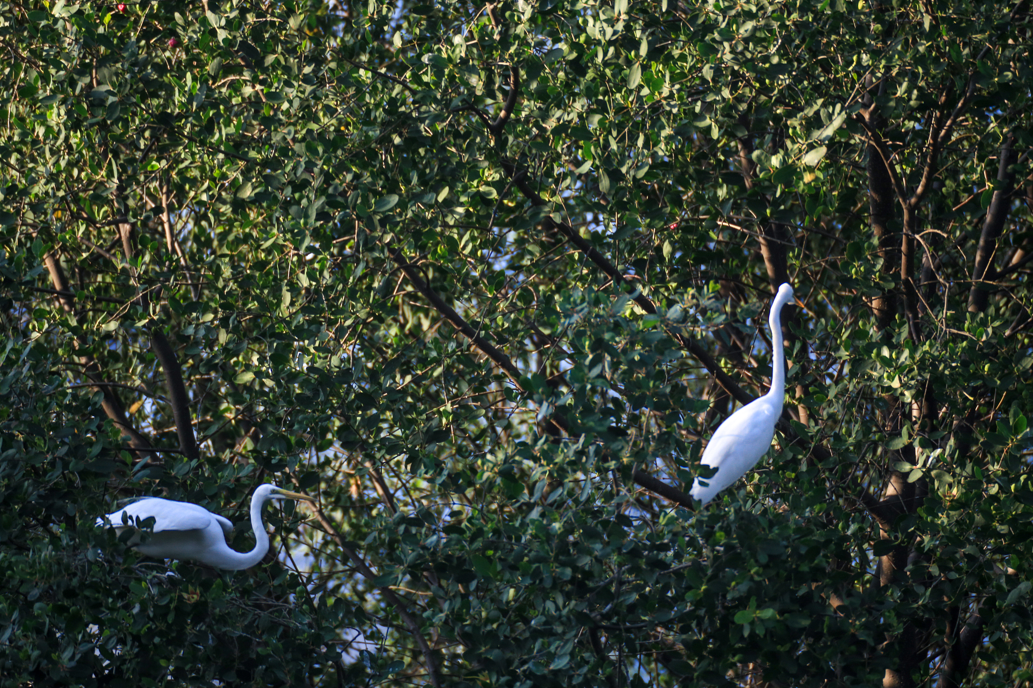 城市绿地鸟类-果实植物互惠网络结构与特征研究