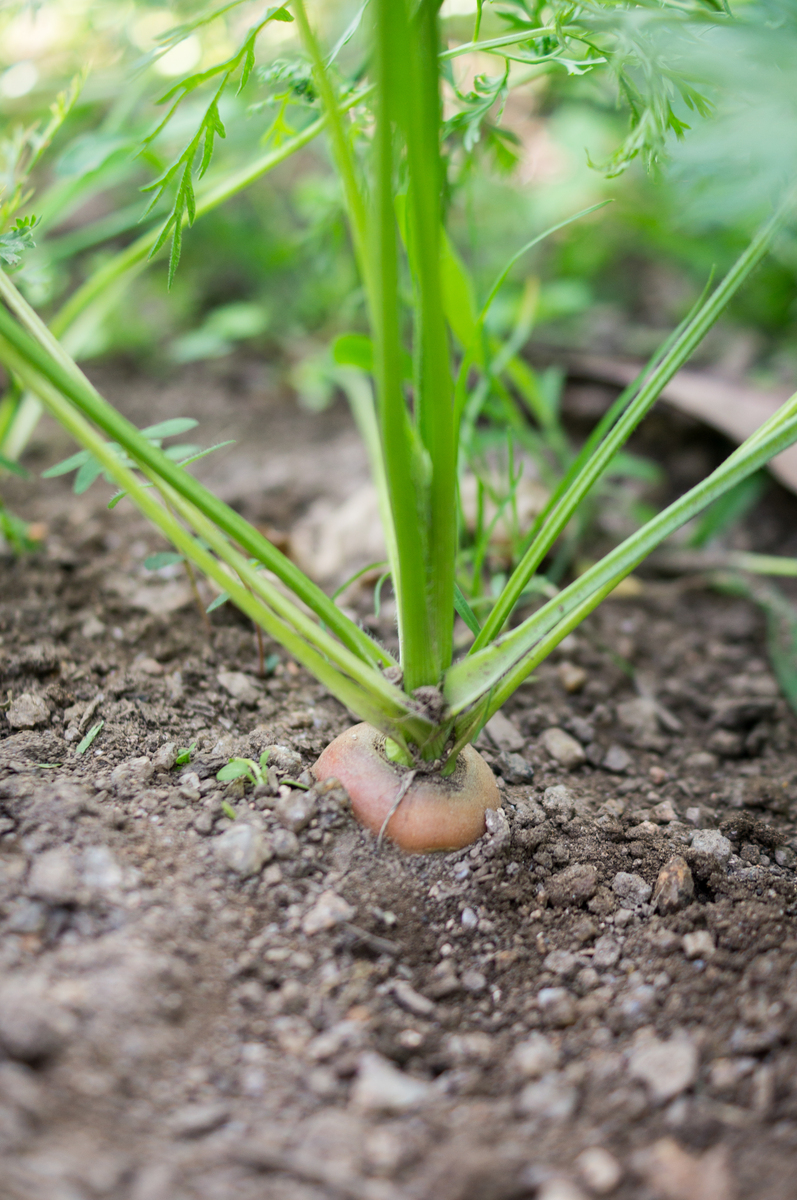 2荸荠的茎有哪几种？