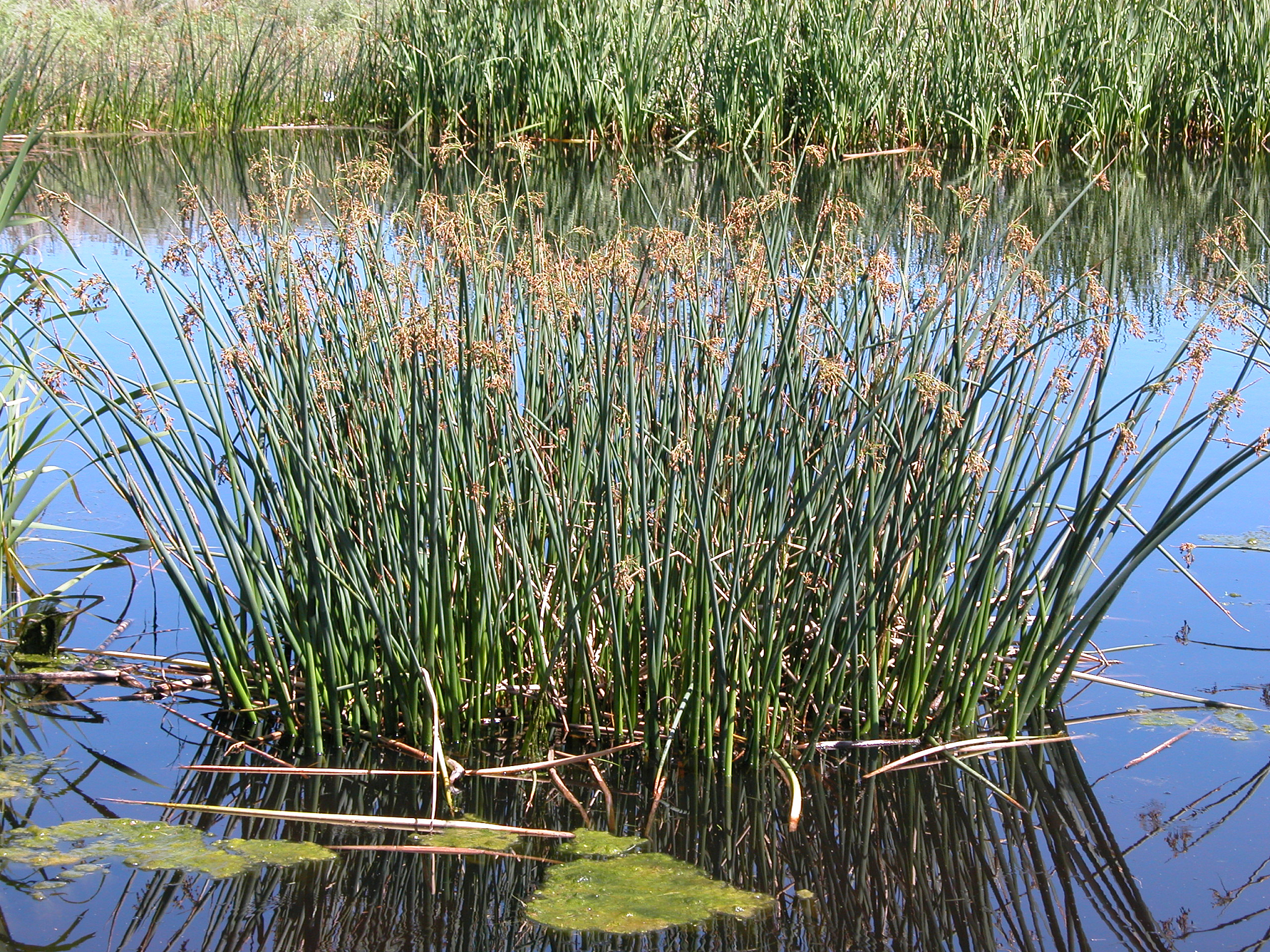 人工湿地植物除磷相关的机理及举例