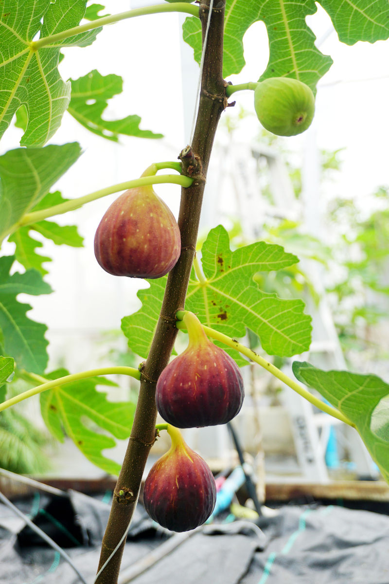 无花果成熟时间：9月至11月，美味营养的秋季水果