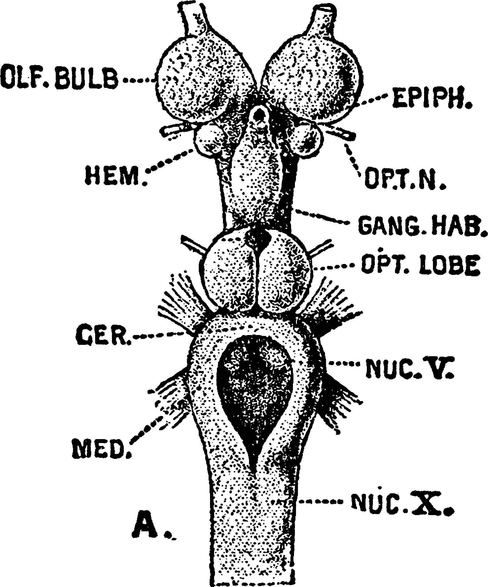 Mouse Hippocampus and Cerebral Cortex Tissue Slice Preparation: A Guide