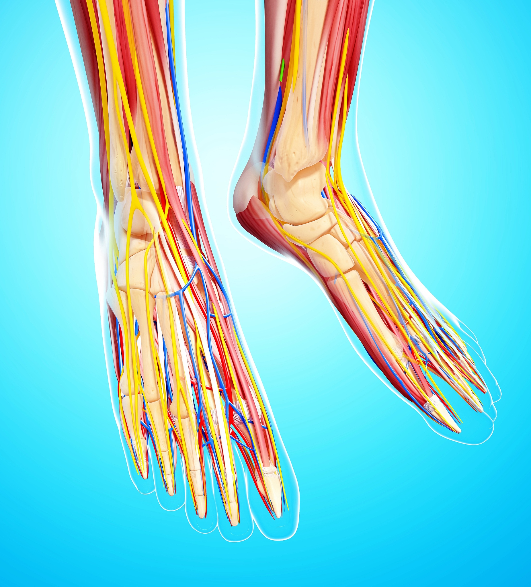 人类脚部的10块主要肌肉：1 腓肠肌Gastrocnemius：位于小腿后部是主要的小腿肌肉之一能帮助脚尖屈起。2 胫骨后肌Tibialis posterior：位于小腿深层起于胫骨和腓骨支持足底拱以及帮助足内翻。3 胫骨前肌Tibialis anterior：位于小腿前部帮助脚掌背抬起以及稳定脚跟。4 长距肌Extensor hallucis longus：位于小腿前部主要伸展大脚趾。5 长趾肌