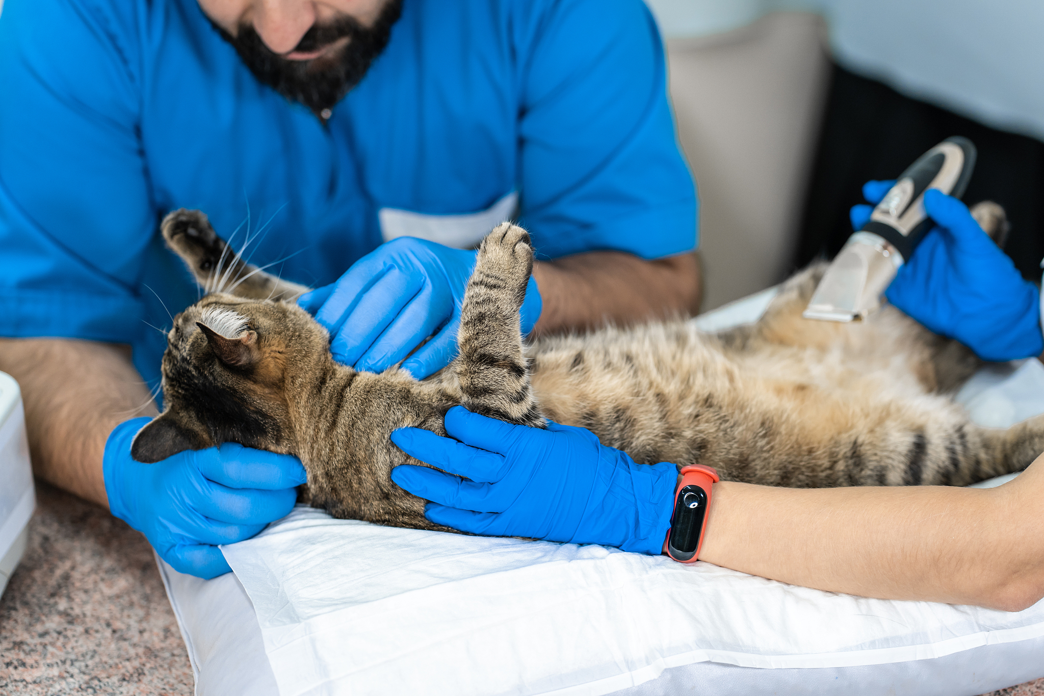 猫腹泻呕吐超声发现纤维素坏死块：罕见病例分析