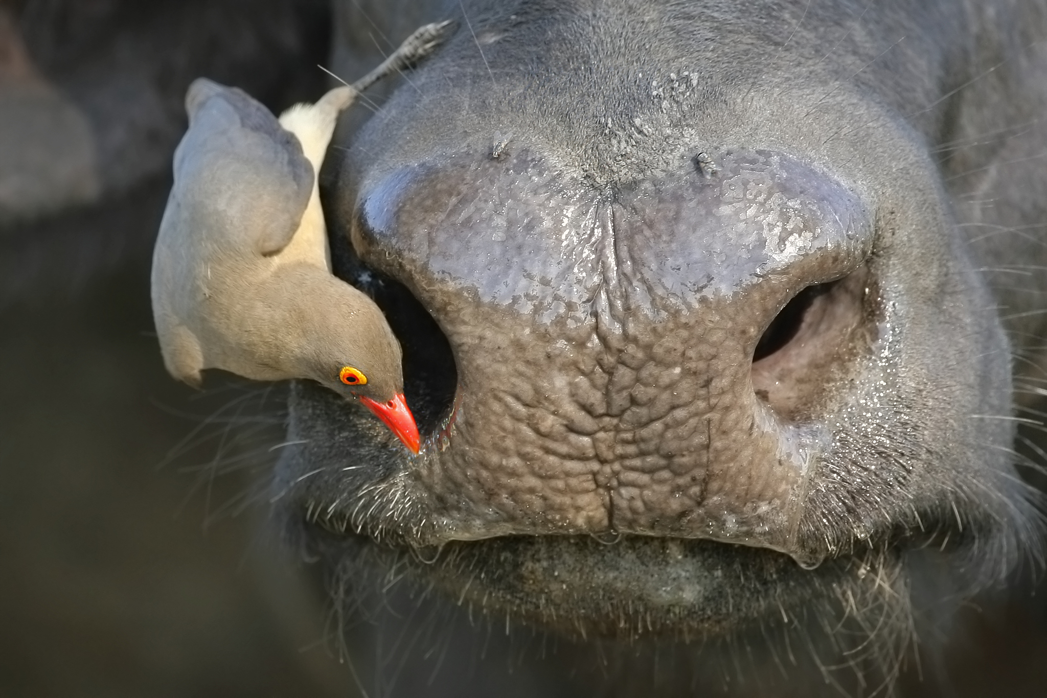 red-billed oxpecker on ox's face, greater kruger national park, 