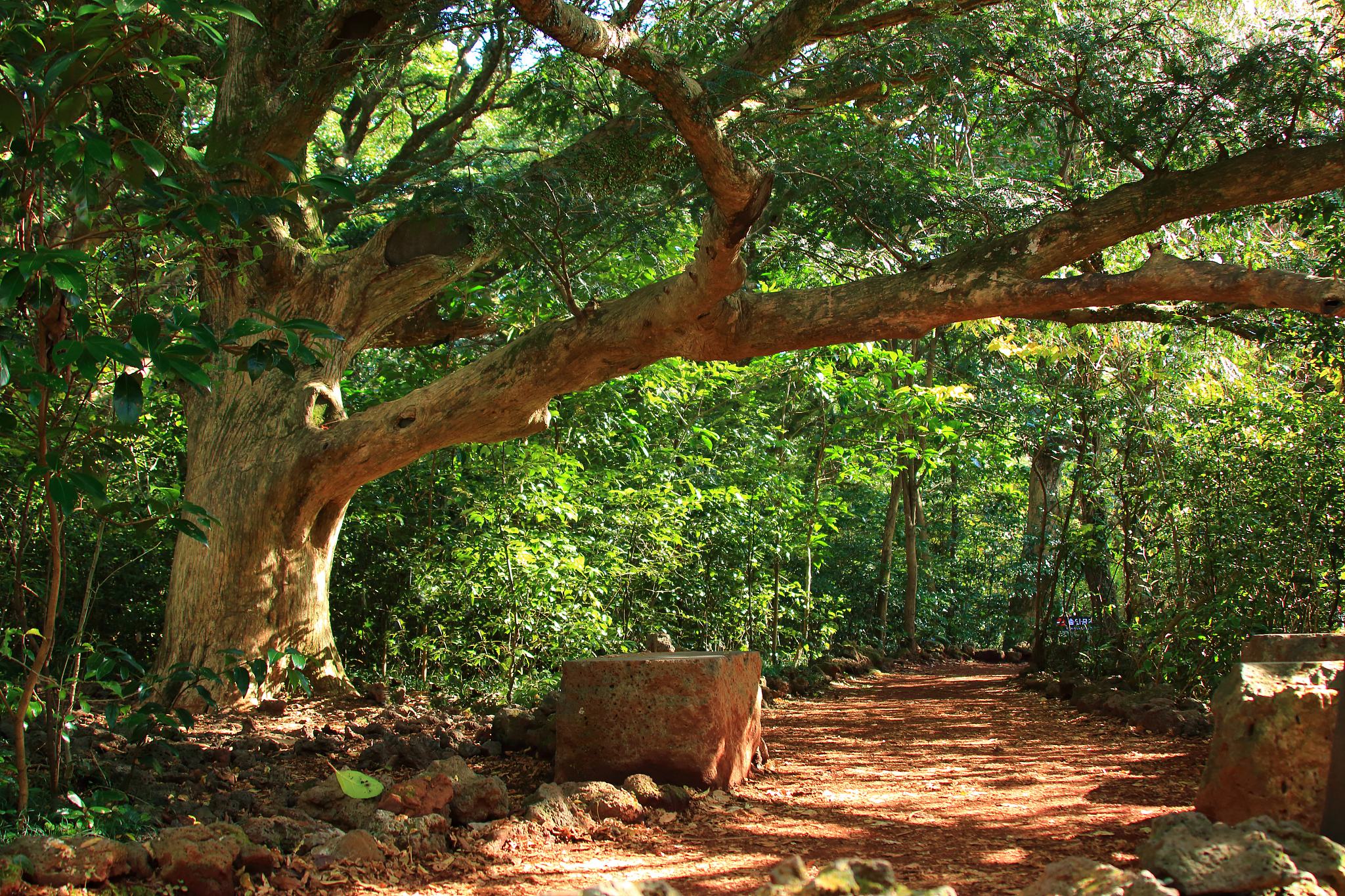 visa forest, forest, promenade, pitonchid,
