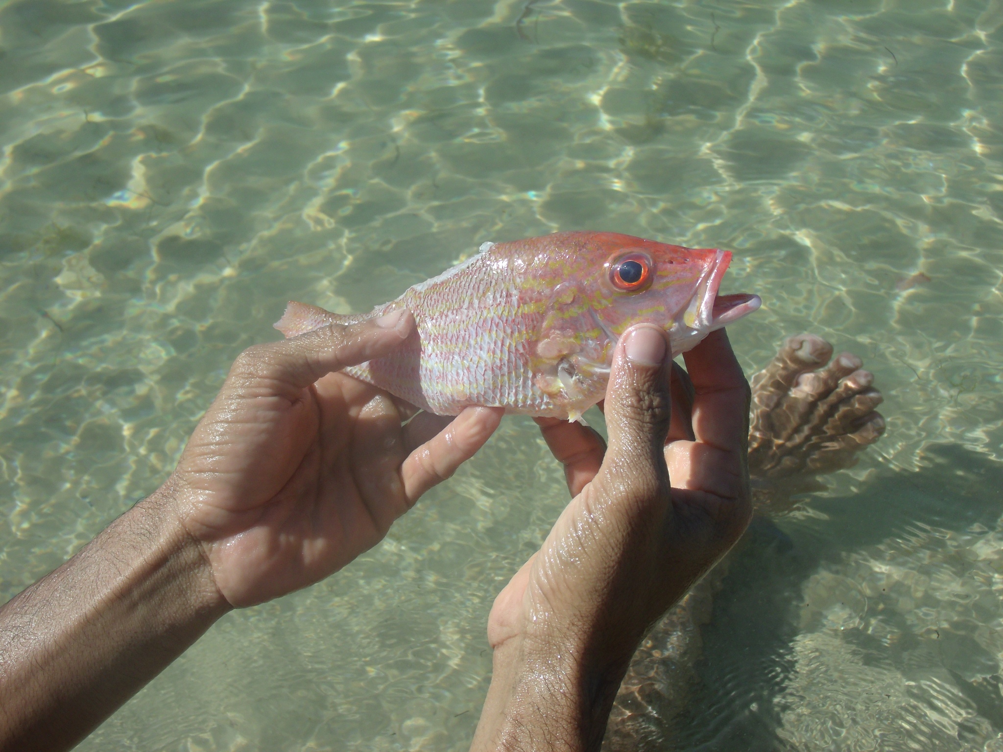 道士火口鱼能长多大
