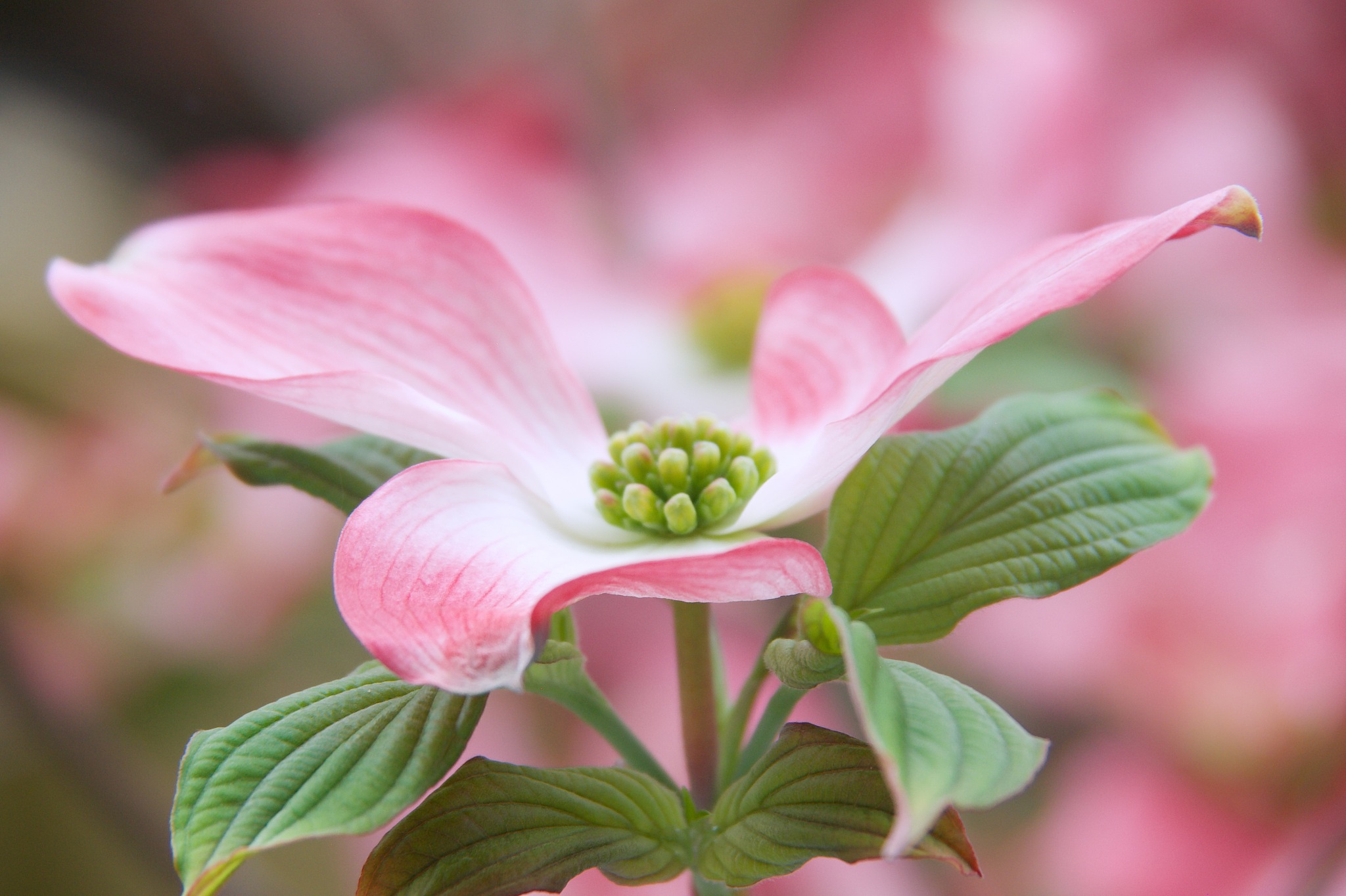 用唯美意境形容粉色叶瓣规则的向四周放射状花盛开的摄影图片