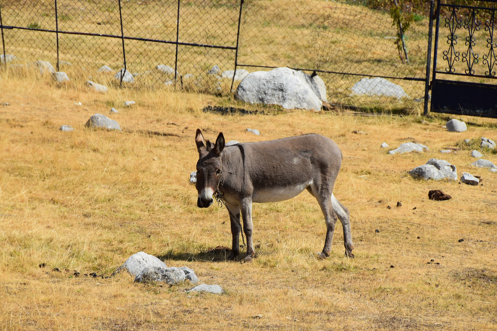 lonely donkey graze on the dry meadow