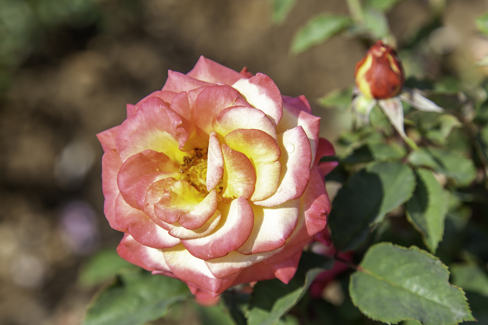 dream come true rose in the field.