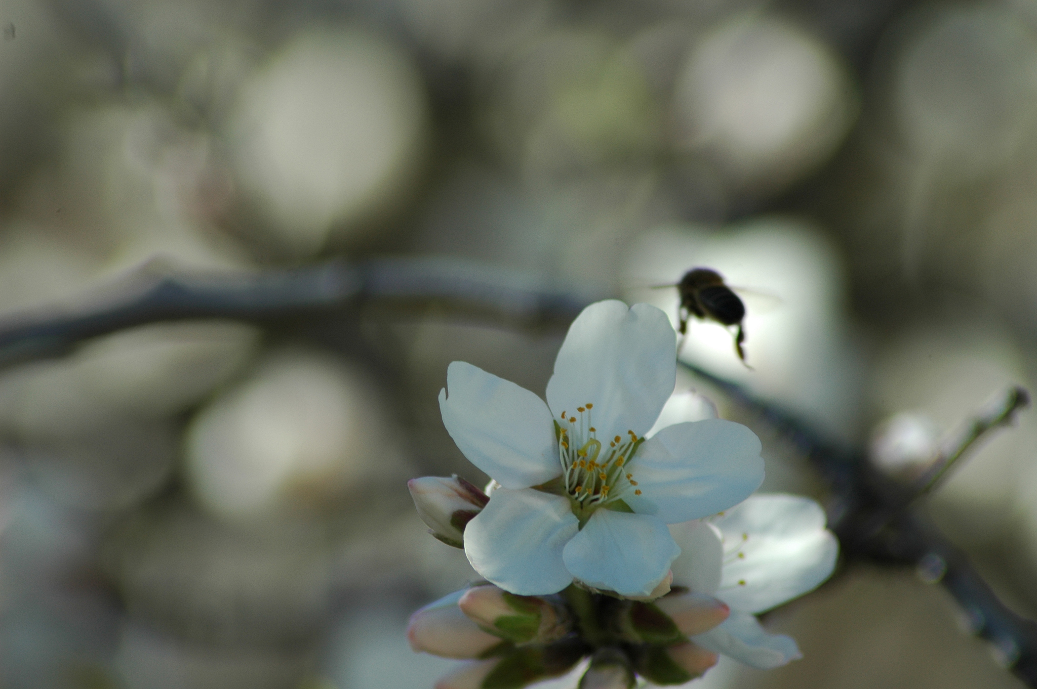 mandelblüte in spanien