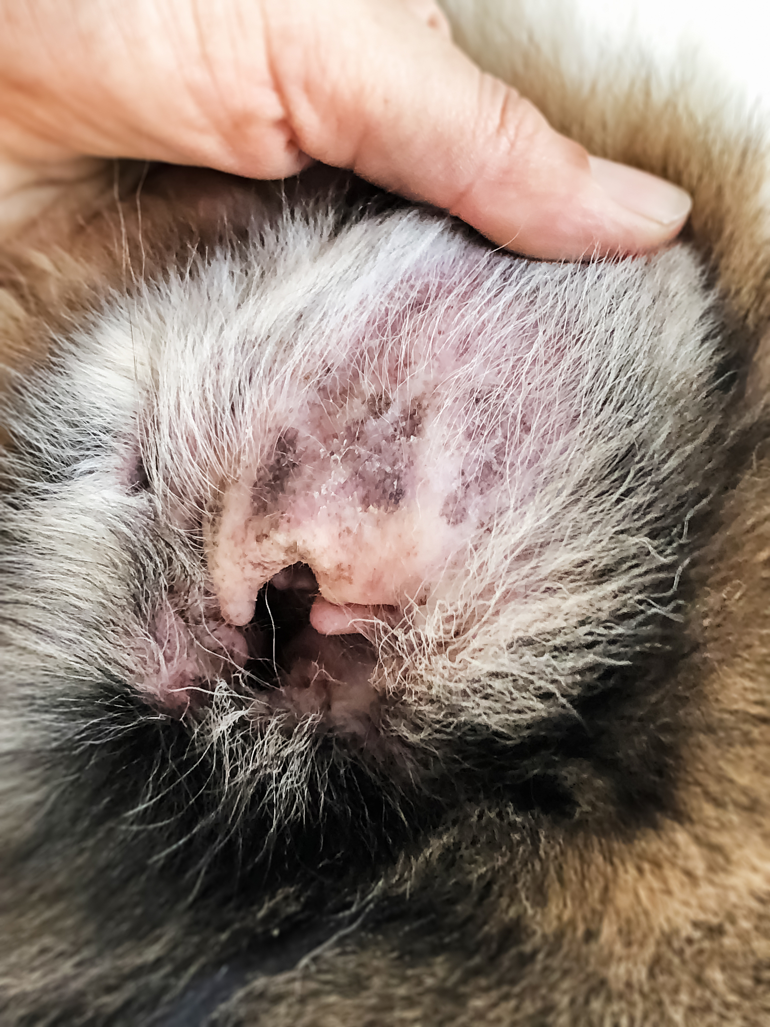 基本統計量用語解説：分散、標準偏差、平均、歪度、中央値、最頻値