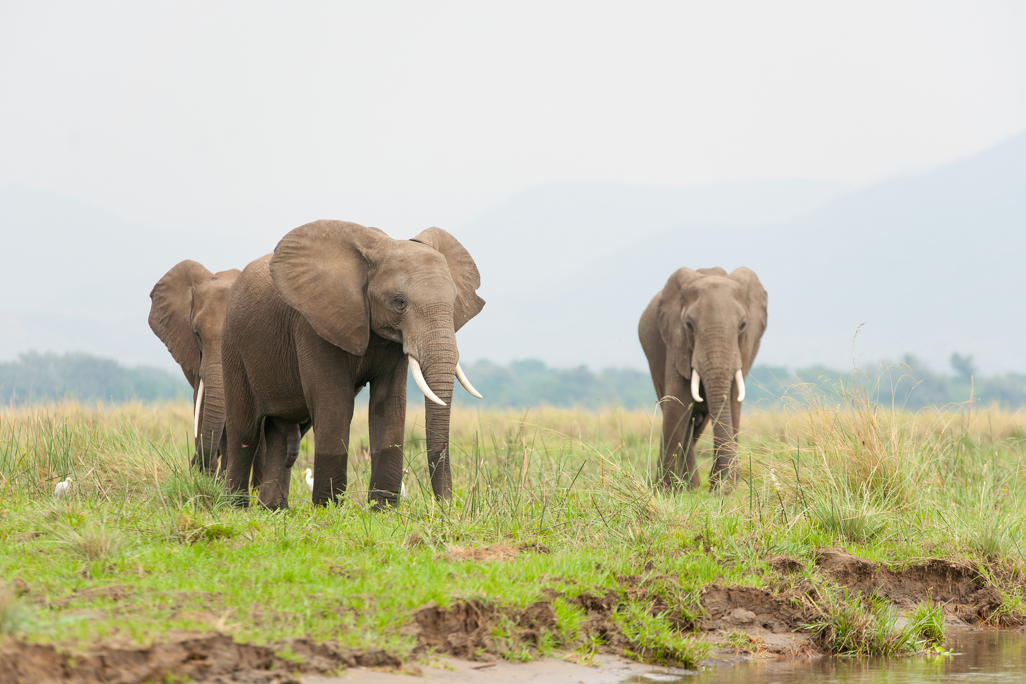 a breeding herd of elephant in zambia