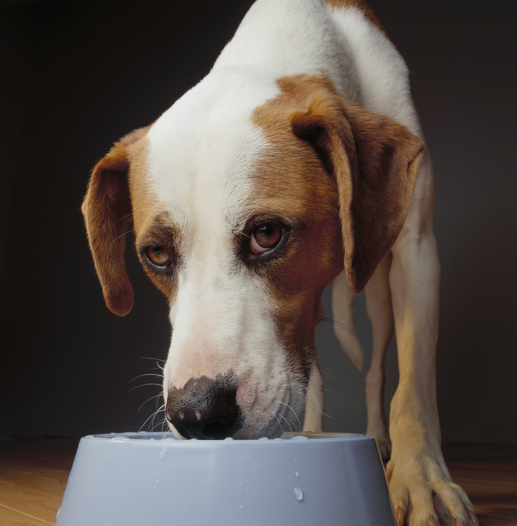 狗狗能喝牛奶吗