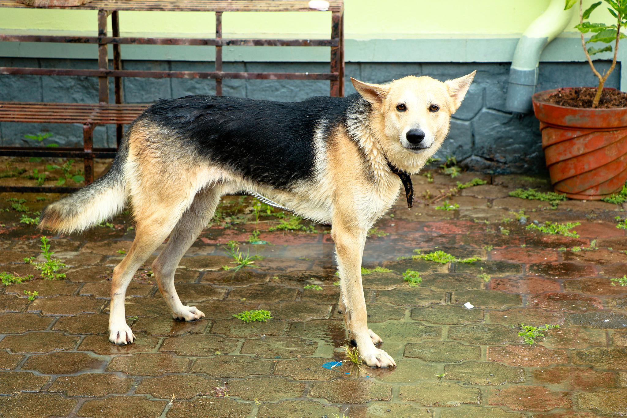 红日狗：一种友善活泼的犬种