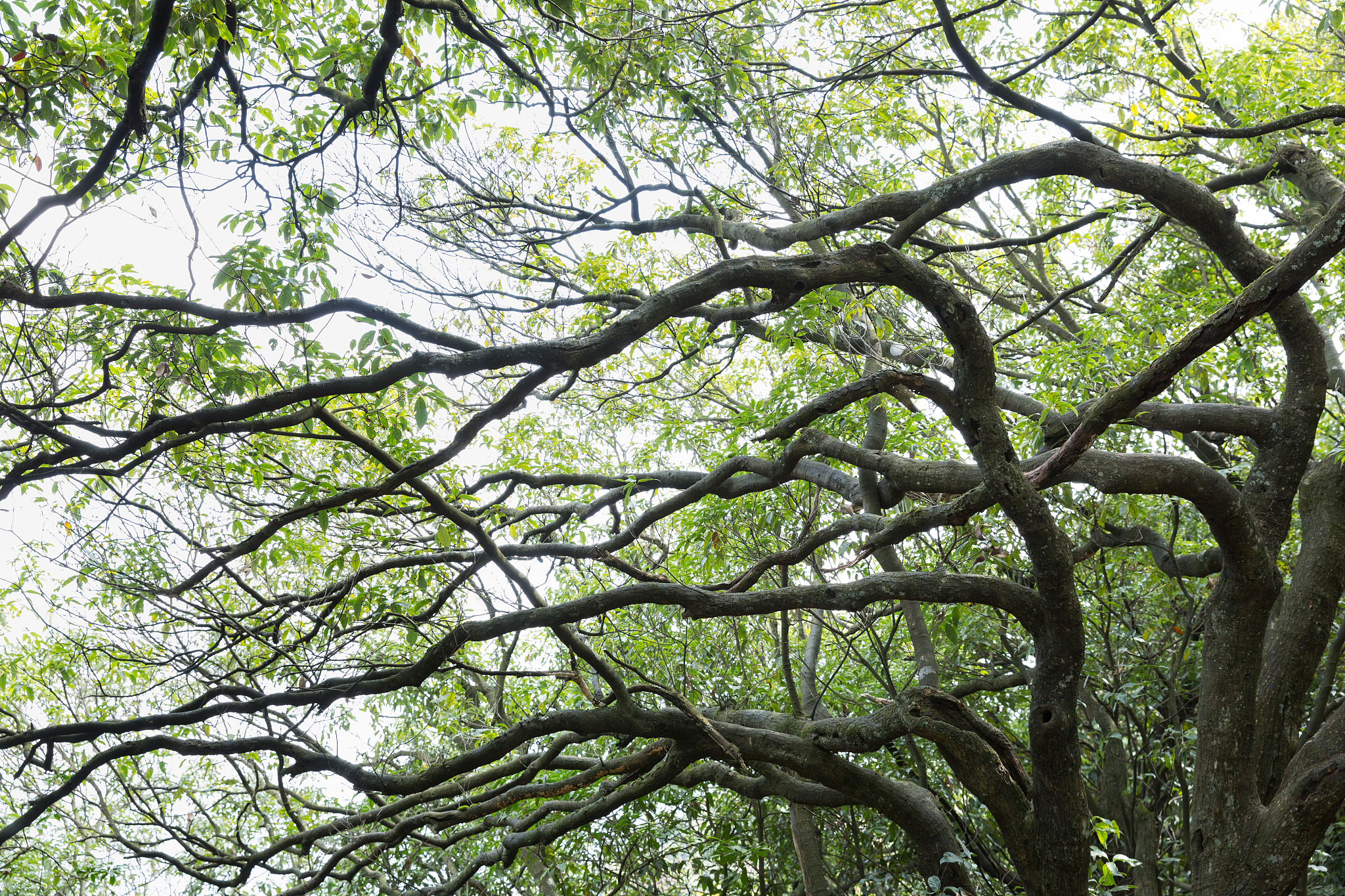 2023年重庆市石柱中学校招生简章 - 招生计划、时间、考试、报名