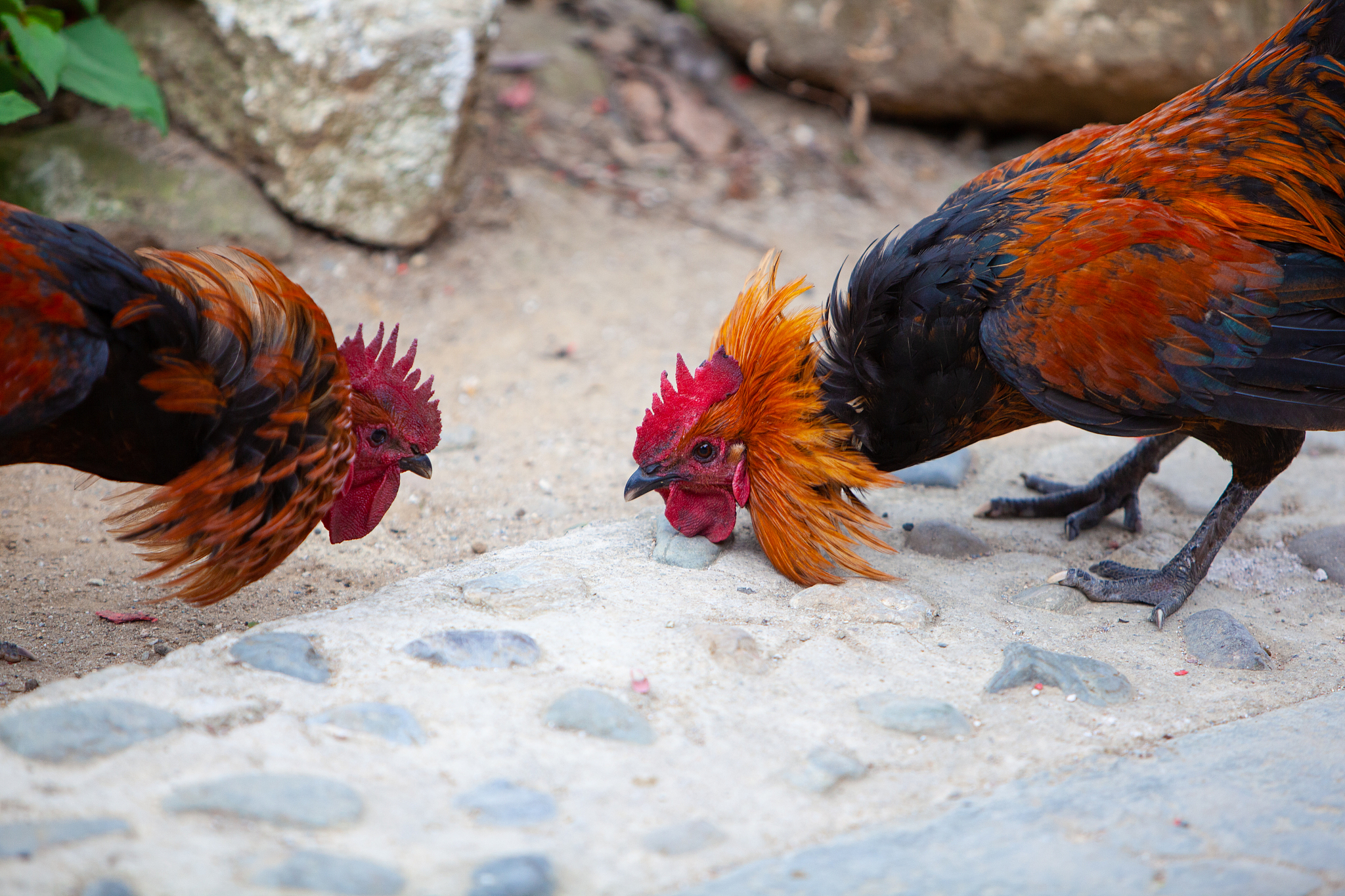 two roosters fighting on the village road