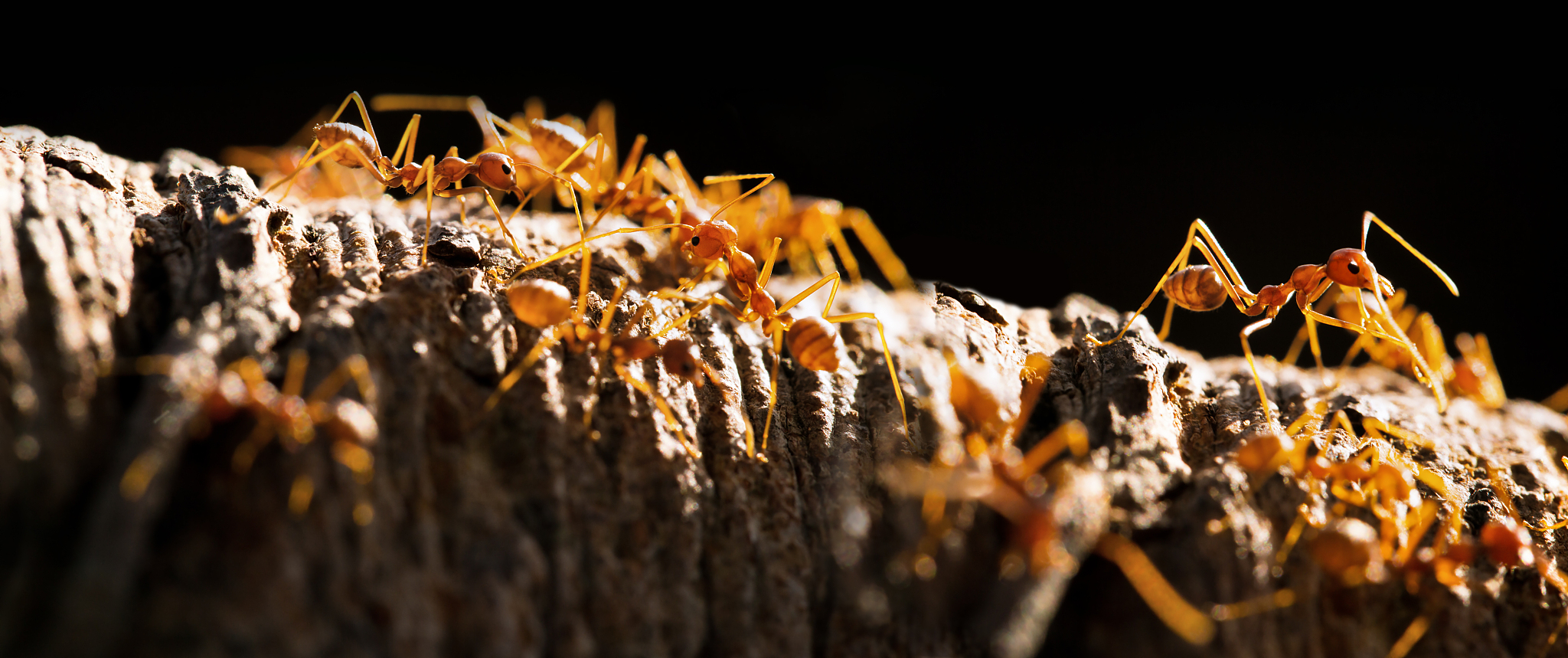 OP是什么意思？ - OP在不同语境下的含义解释
